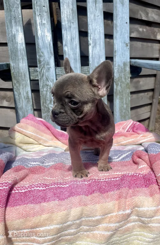 Coco – French Bulldog puppy for sale in Buffalo, MO