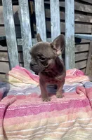Coco, a female French Bulldog for sale in Buffalo, MO – 1 of 4