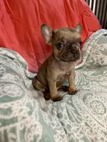 Coco, a female French Bulldog for sale in Buffalo, MO – Photo 2 of 3