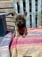 Coco, a female French Bulldog for sale in Buffalo, MO – 4 of 4