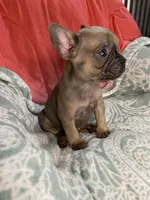 Coco, a female French Bulldog for sale in Buffalo, MO – Photo 1 of 3