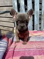 Coco, a female French Bulldog for sale in Buffalo, MO – 3 of 4