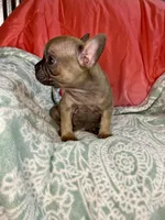 Coco, a female French Bulldog for sale in Buffalo, MO – Photo 3 of 3