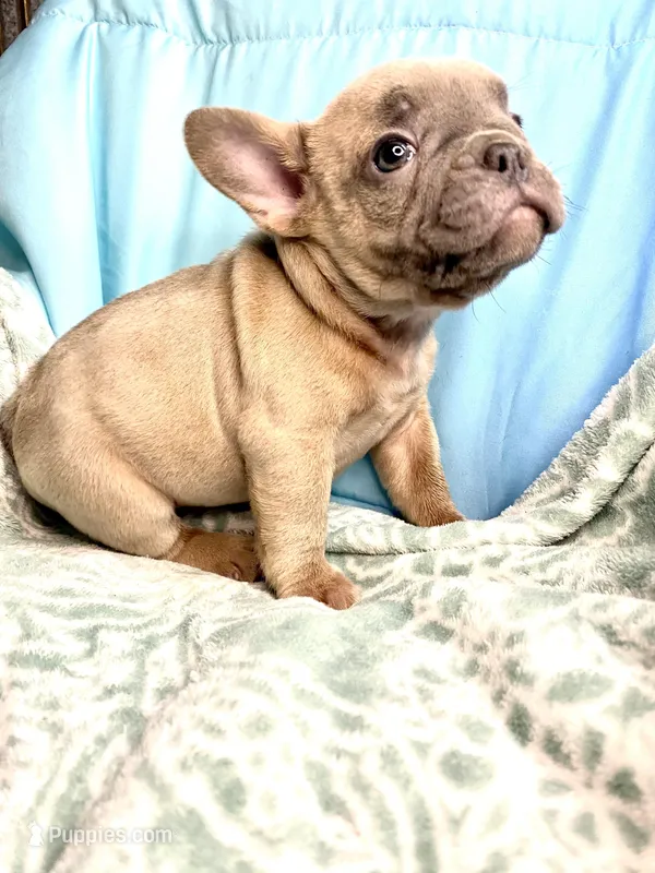 Ghost – French Bulldog puppy for sale in Buffalo, MO
