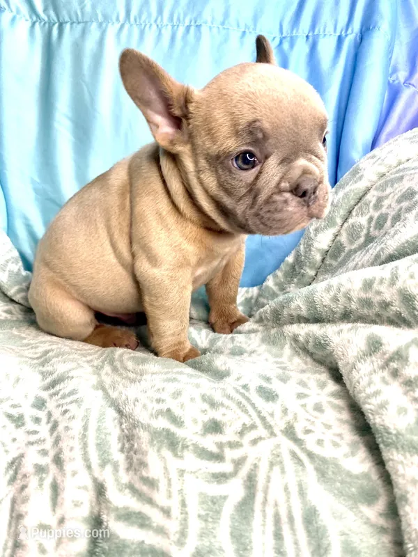 Ghost – French Bulldog puppy for sale in Buffalo, MO