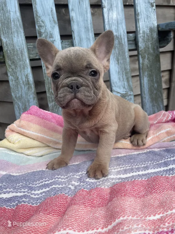 Ghost – French Bulldog puppy for sale in Buffalo, MO