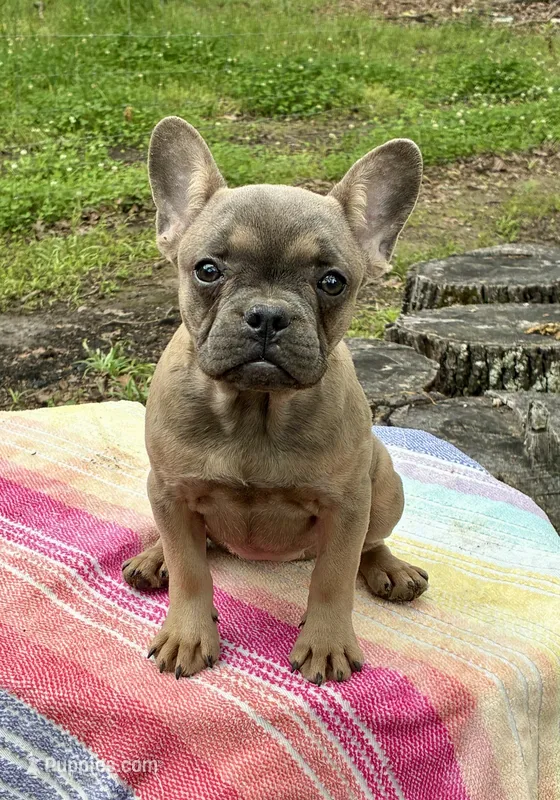 Coco – French Bulldog puppy for sale in Buffalo, MO