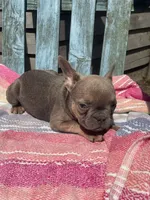 Rumi, a female French Bulldog for sale in Buffalo, MO – 3 of 5
