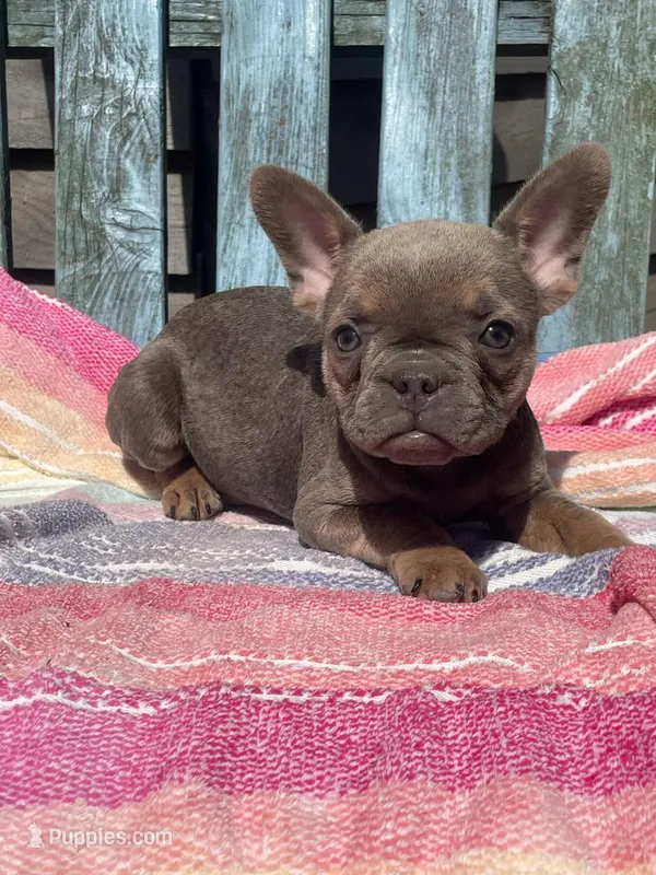 Rumi – French Bulldog puppy for sale in Buffalo, MO