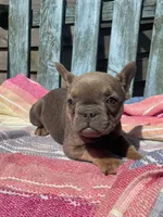 Rumi, a female French Bulldog for sale in Buffalo, MO – 4 of 5