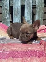 Rumi, a female French Bulldog for sale in Buffalo, MO – 2 of 5