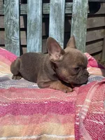 Rumi, a female French Bulldog for sale in Buffalo, MO – 5 of 5