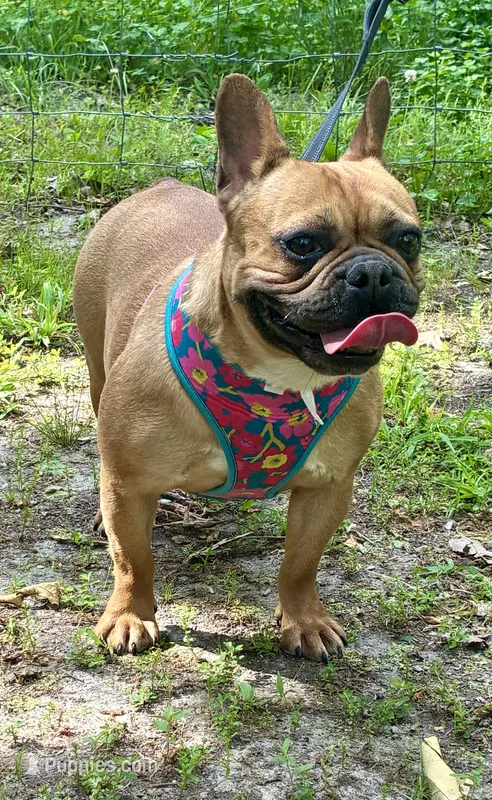 Chili, a female French Bulldog for sale in Buffalo, MO – 1 of 1