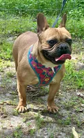 Chili, a female French Bulldog for sale in Buffalo, MO – 1 of 1