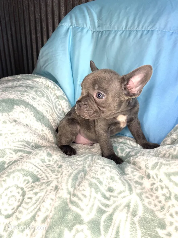 Little Boy – French Bulldog puppy for sale in Buffalo, MO