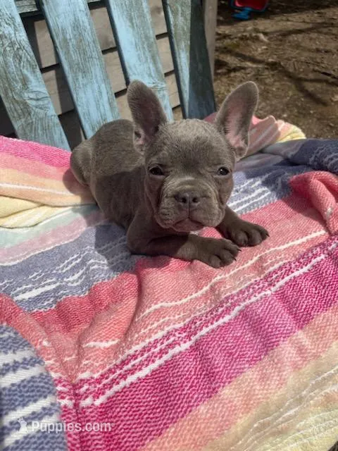 Stitch – French Bulldog puppy for sale in Buffalo, MO