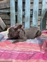 Stitch, a male French Bulldog for sale in Buffalo, MO – 5 of 5