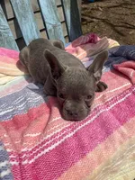 Stitch, a male French Bulldog for sale in Buffalo, MO – 3 of 5