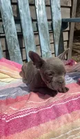 Stitch, a male French Bulldog for sale in Buffalo, MO – 4 of 5