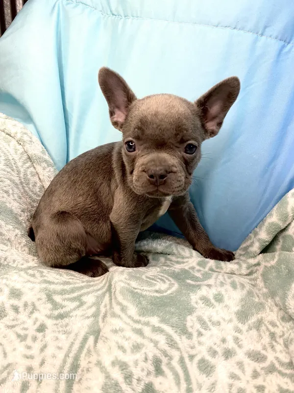 Little Boy – French Bulldog puppy for sale in Buffalo, MO