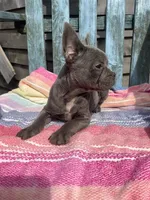 Stitch, a male French Bulldog for sale in Buffalo, MO – 2 of 5