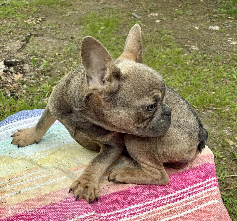 Rumi – French Bulldog puppy for sale in Buffalo, MO
