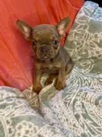 Rumi, a female French Bulldog for sale in Buffalo, MO – Photo 2 of 4