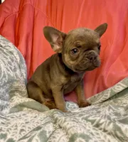 Rumi, a female French Bulldog for sale in Buffalo, MO – Photo 1 of 4