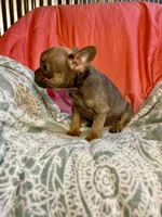 Rumi, a female French Bulldog for sale in Buffalo, MO – Photo 4 of 4