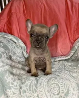 Rumi, a female French Bulldog for sale in Buffalo, MO – Photo 3 of 4
