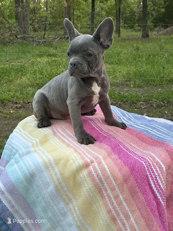 Stitch – French Bulldog puppy for sale in Buffalo, MO