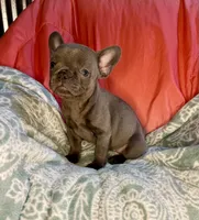 Zoe, a female French Bulldog for sale in Buffalo, MO – Photo 2 of 3