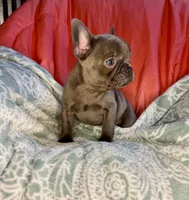 Zoe, a female French Bulldog for sale in Buffalo, MO – Photo 3 of 3