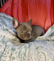 Zoe, a female French Bulldog for sale in Buffalo, MO – Photo 1 of 3