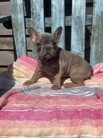Mira, a female French Bulldog for sale in Buffalo, MO – 1 of 5