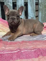 Mira, a female French Bulldog for sale in Buffalo, MO – 2 of 5