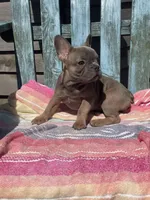 Mira, a female French Bulldog for sale in Buffalo, MO – 3 of 5