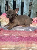 Mira, a female French Bulldog for sale in Buffalo, MO – 4 of 5