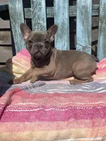 Mira, a female French Bulldog for sale in Buffalo, MO – 5 of 5