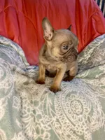 Mira, a female French Bulldog for sale in Buffalo, MO – Photo 1 of 2
