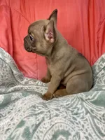 Mira, a female French Bulldog for sale in Buffalo, MO – Photo 2 of 2