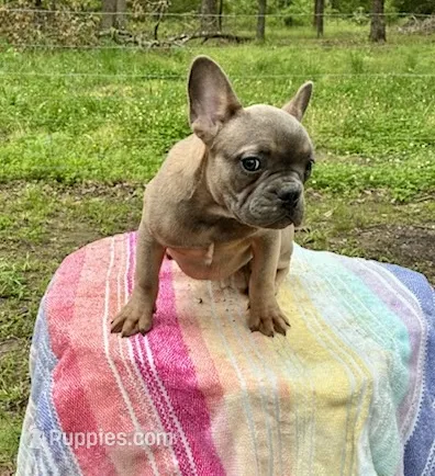 Mira – French Bulldog puppy for sale in Buffalo, MO