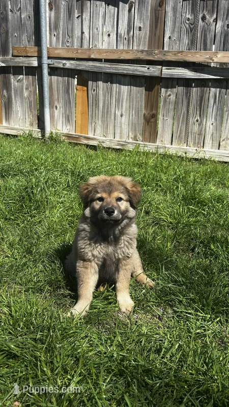 Laika – Chow Chow puppy for sale in Fort Worth, TX