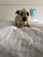 Mamacita , a female Chihuahua for sale in Stockton, CA – Photo 2 of 5