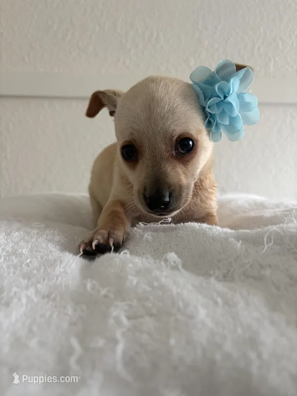 Mamacita , a female Chihuahua for sale in Stockton, CA – Photo 1 of 5
