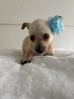 Mamacita , a female Chihuahua for sale in Stockton, CA – Photo 1 of 5