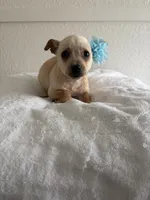 Mamacita , a female Chihuahua for sale in Stockton, CA – Photo 5 of 5