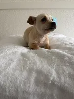 Mamacita , a female Chihuahua for sale in Stockton, CA – Photo 3 of 5