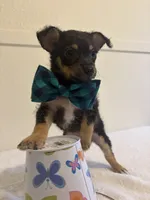 Genesis, a male Chihuahua for sale in Stockton, CA – 6 of 7
