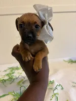 Destiny , a female Chihuahua for sale in Stockton, CA – Photo 3 of 5